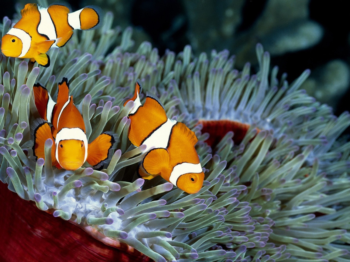 Морские анемоны на коралловом рифе