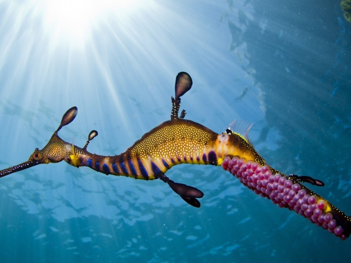 Морской конек в солнечных лучах