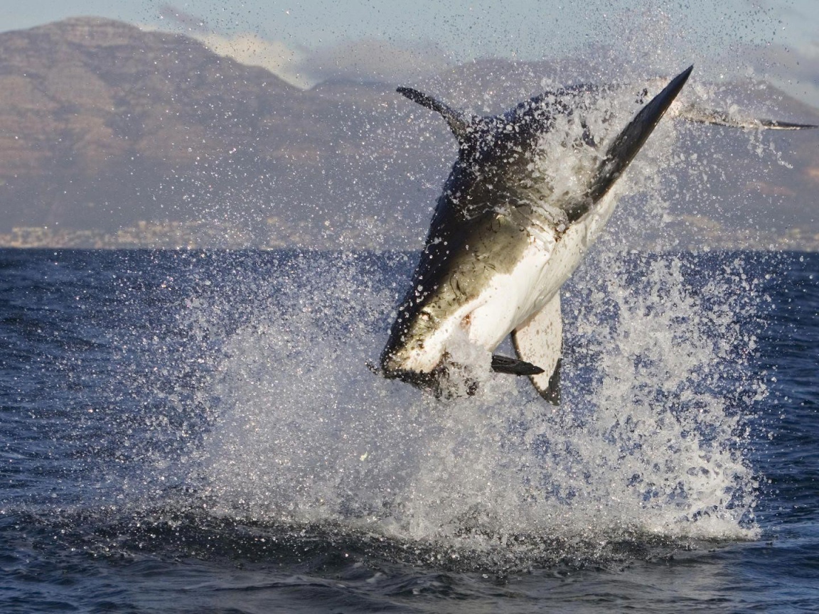 Акула в брызгах  воды
