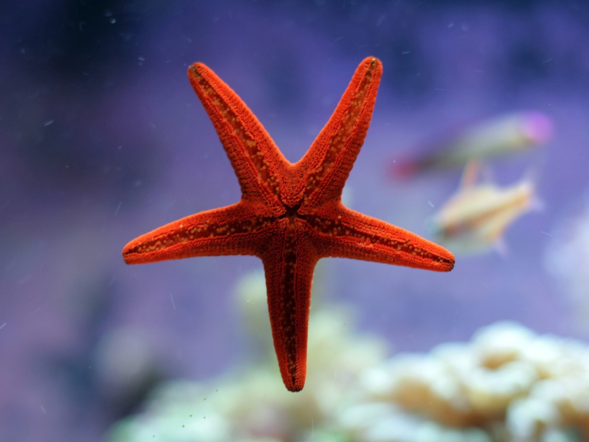 Небольшая морская звезда красного цвета