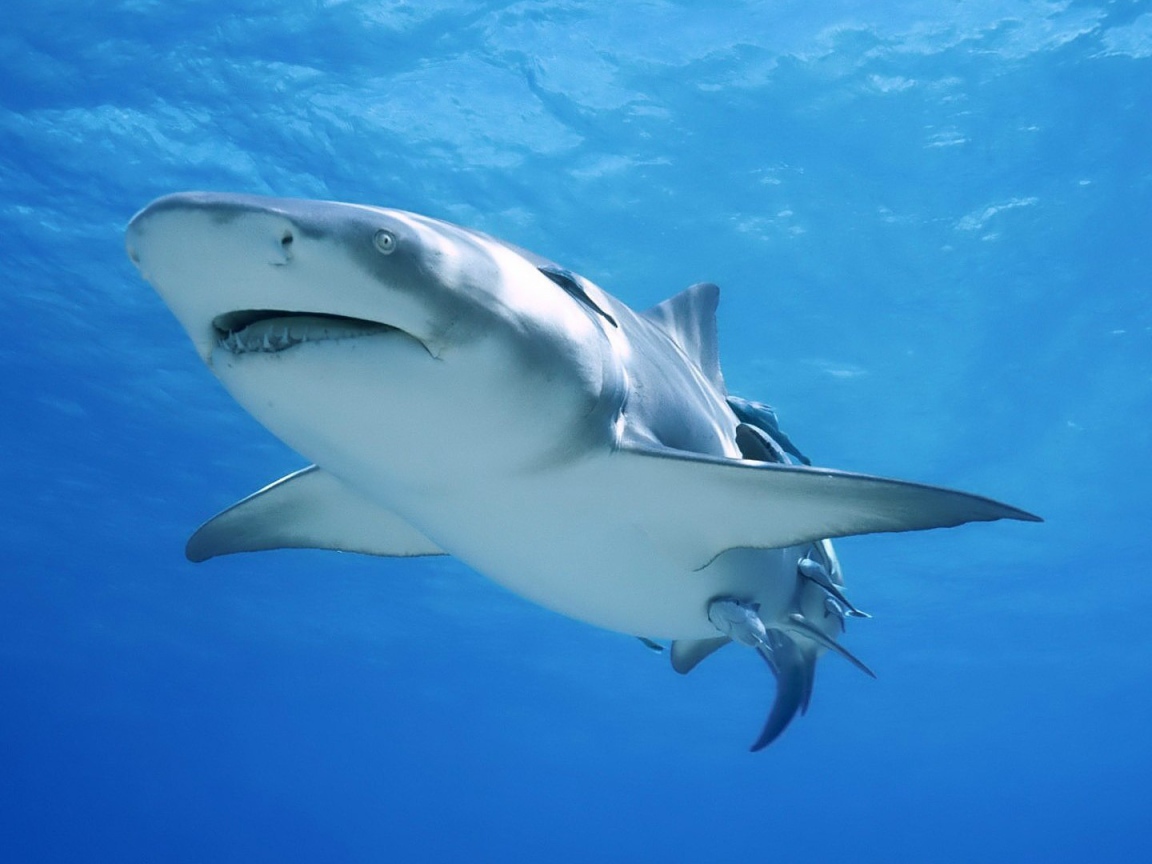 Сильная акула бык