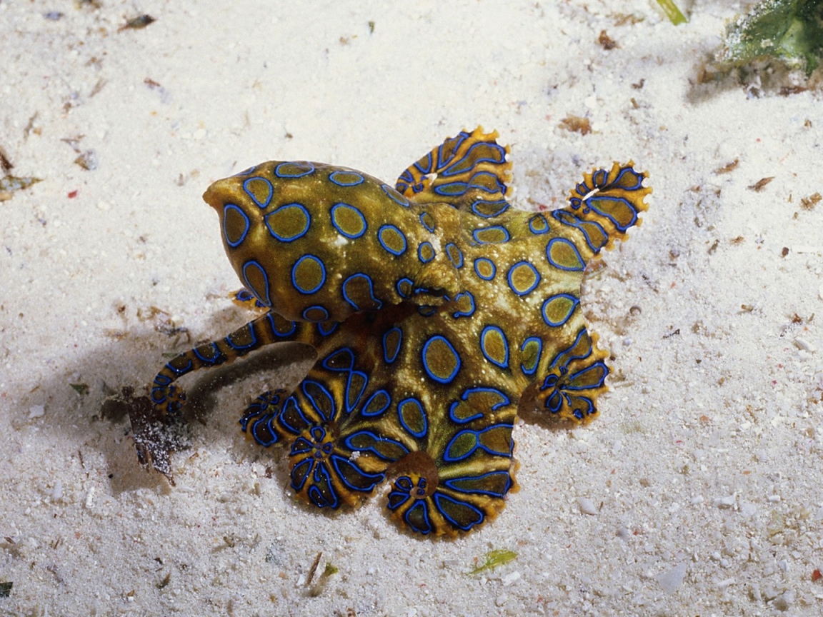 Необычное создание на морском песке