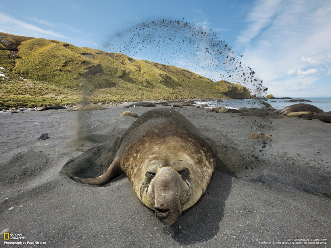 Животное закапывается в песок