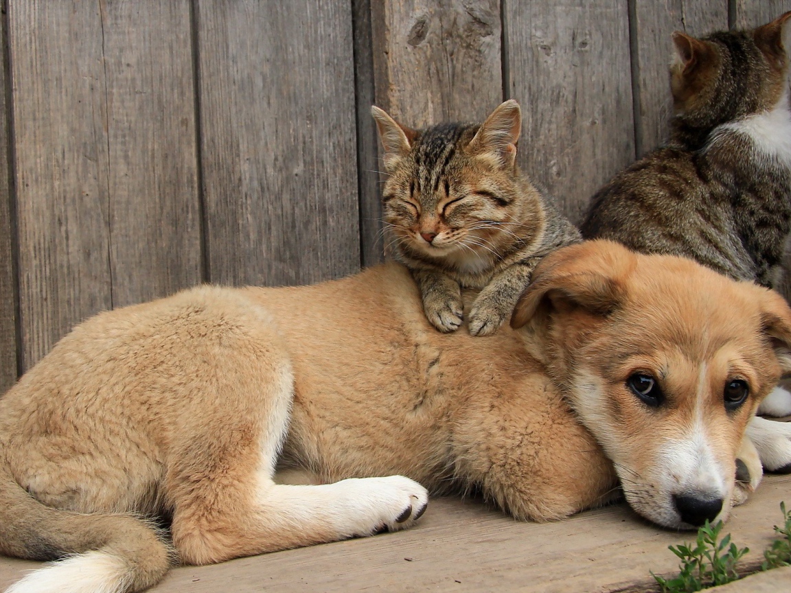 Кот спит на щенке большой собаки