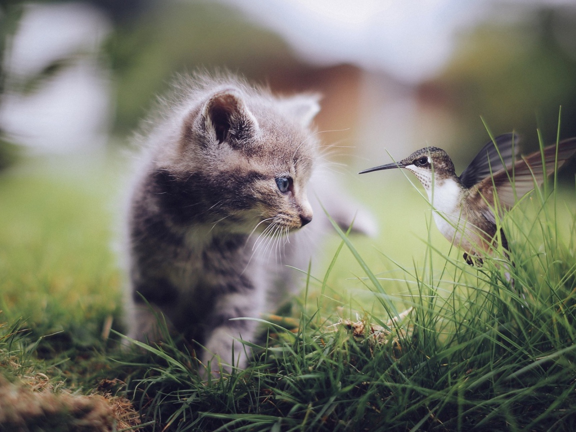 Колибри и котенок в траве