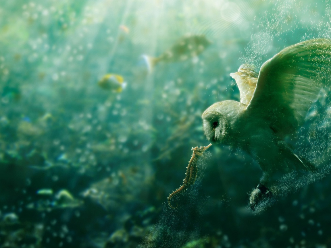 Сова и морской конек под водой