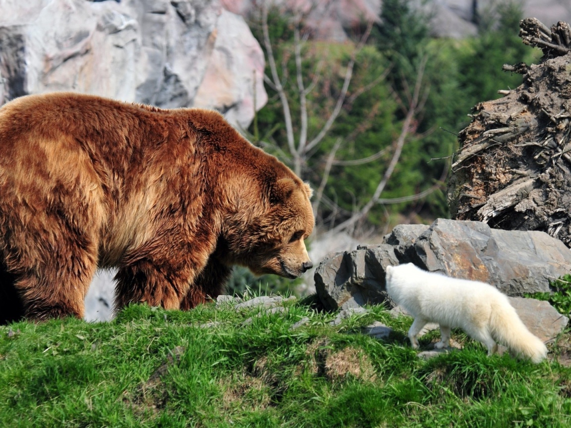 Белая лиса и медведь