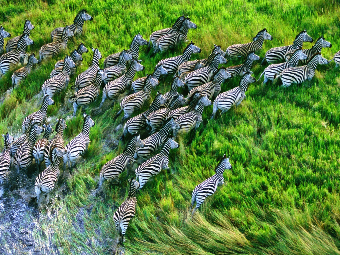 Стадо зебр бежит по траве