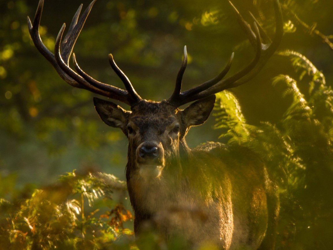 Олень стоит позади зеленых веток