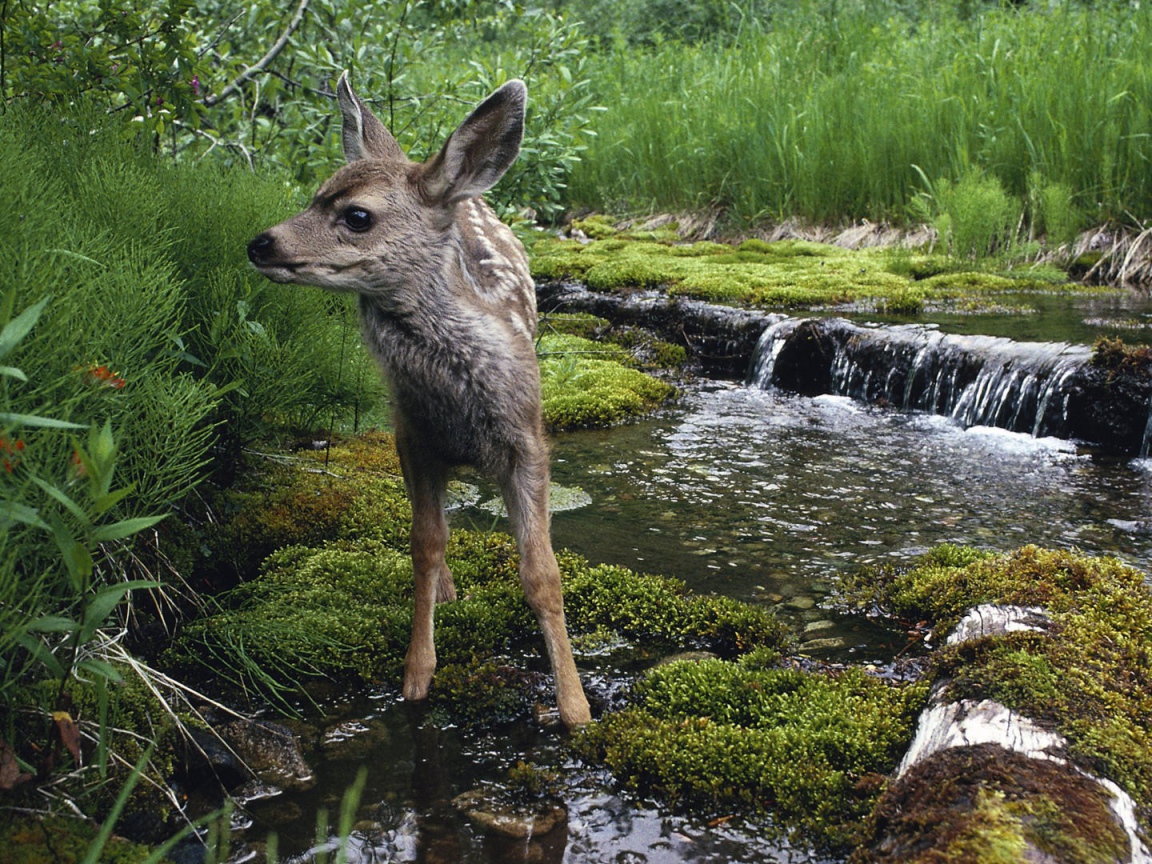 Олененок на водопое