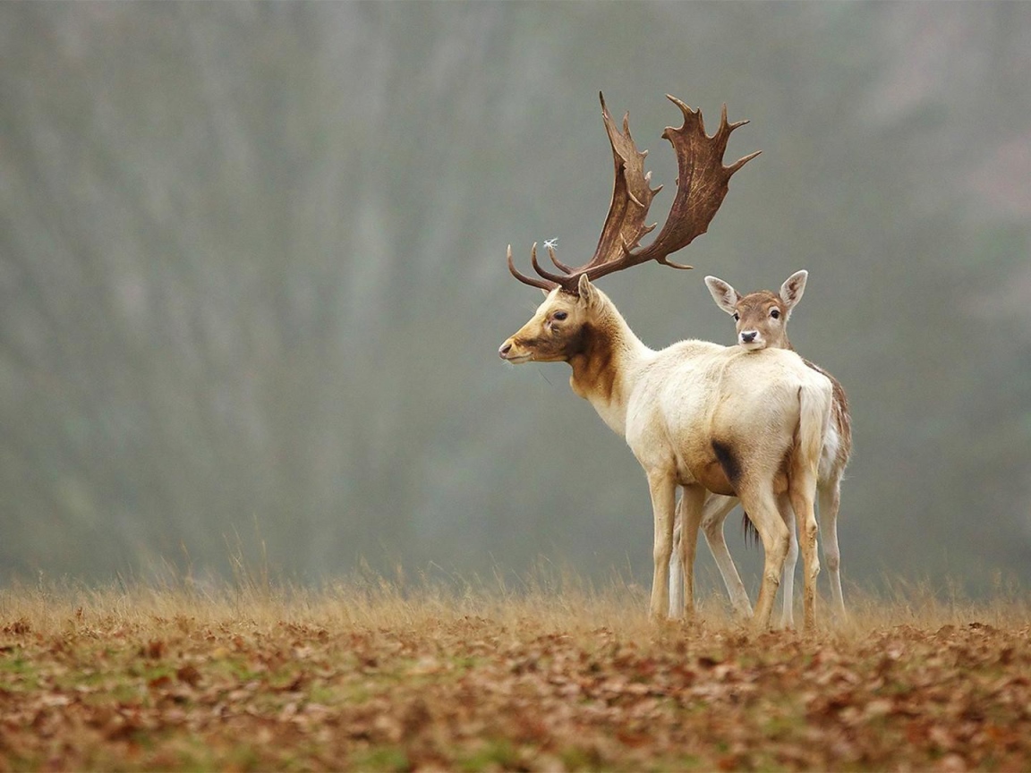 Олененок прячется за мамой