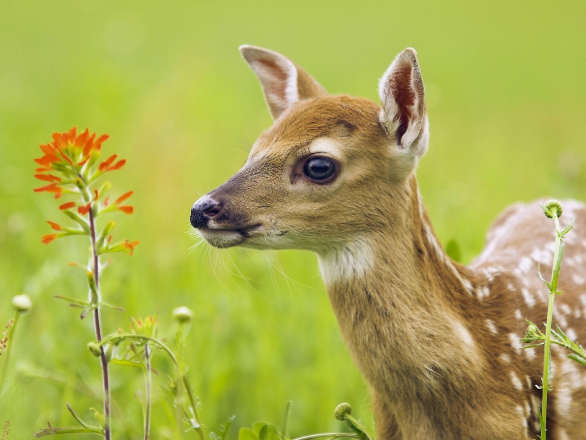 Олененок у цветка