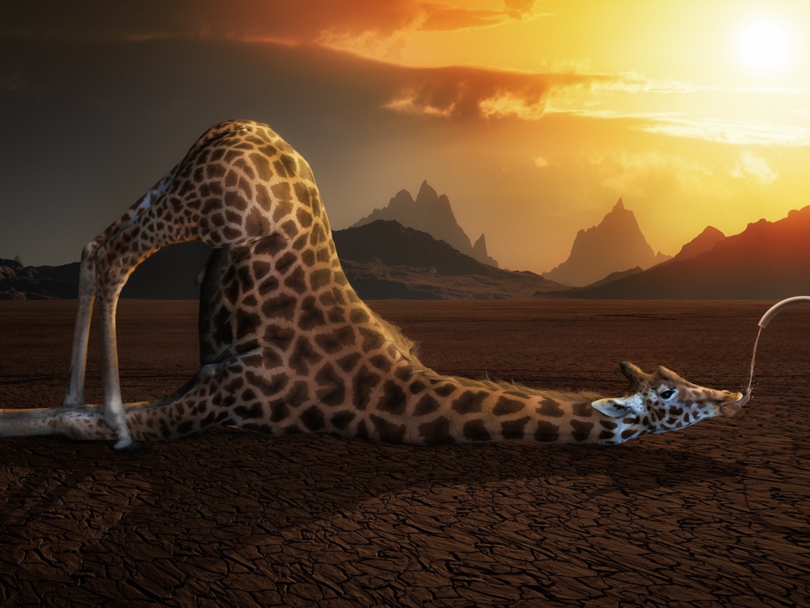 Жираф пьет воду в пустыне