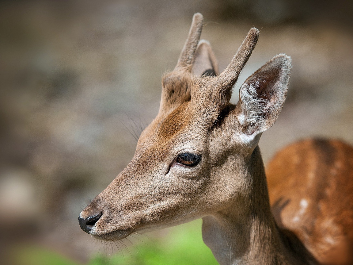 Рога молодого оленя