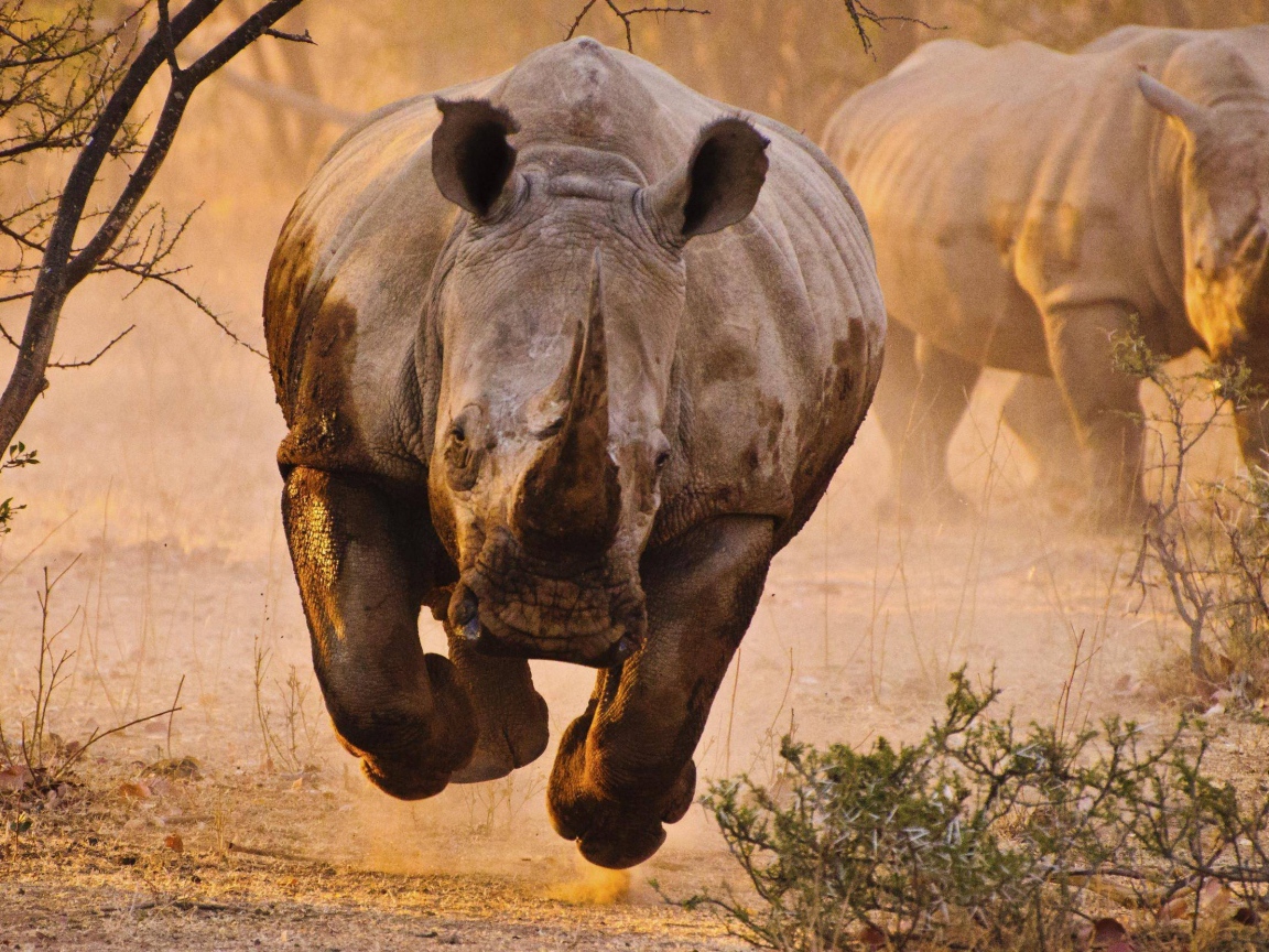 Носорог бежит на фотографа