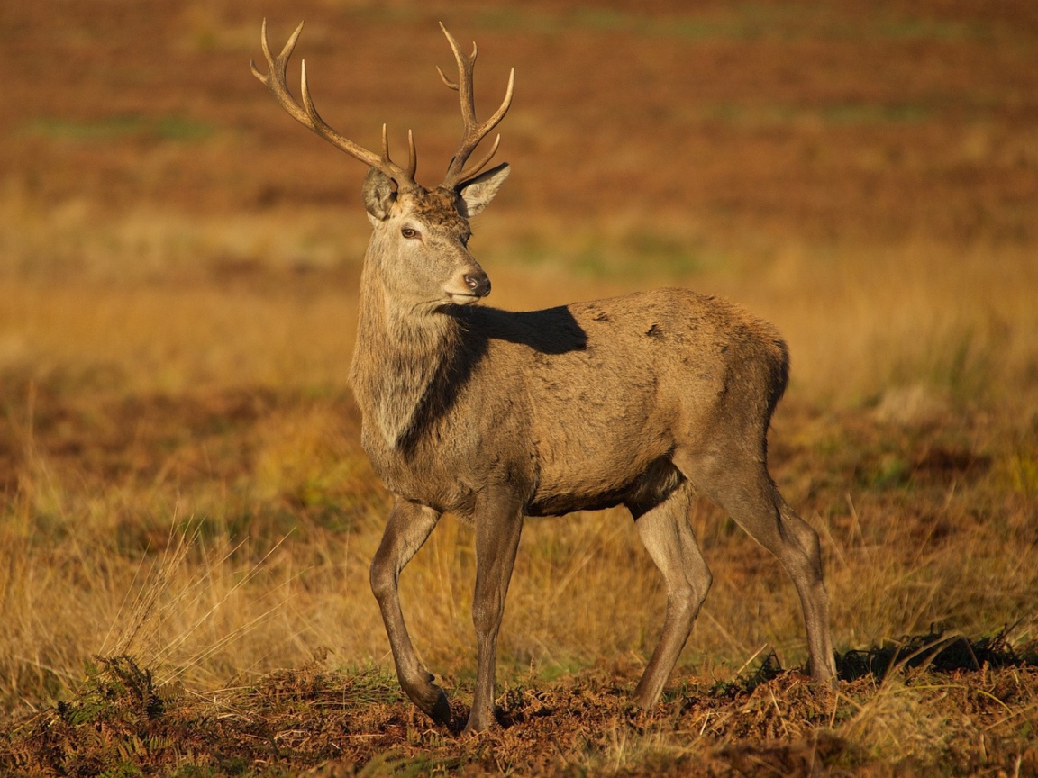 Молодой олень на коричневой земле