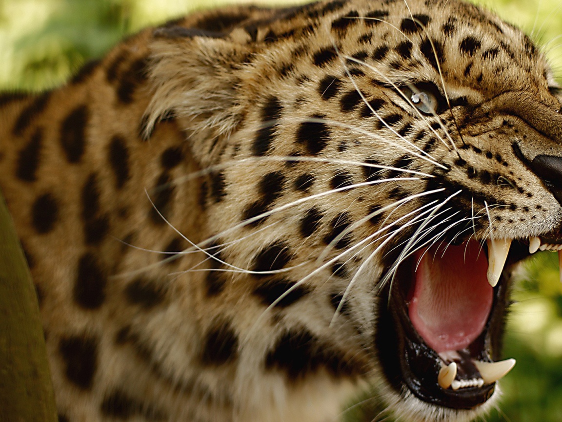 Злой амурский леопард