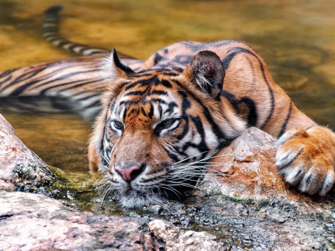 Красивый плавающий тигр