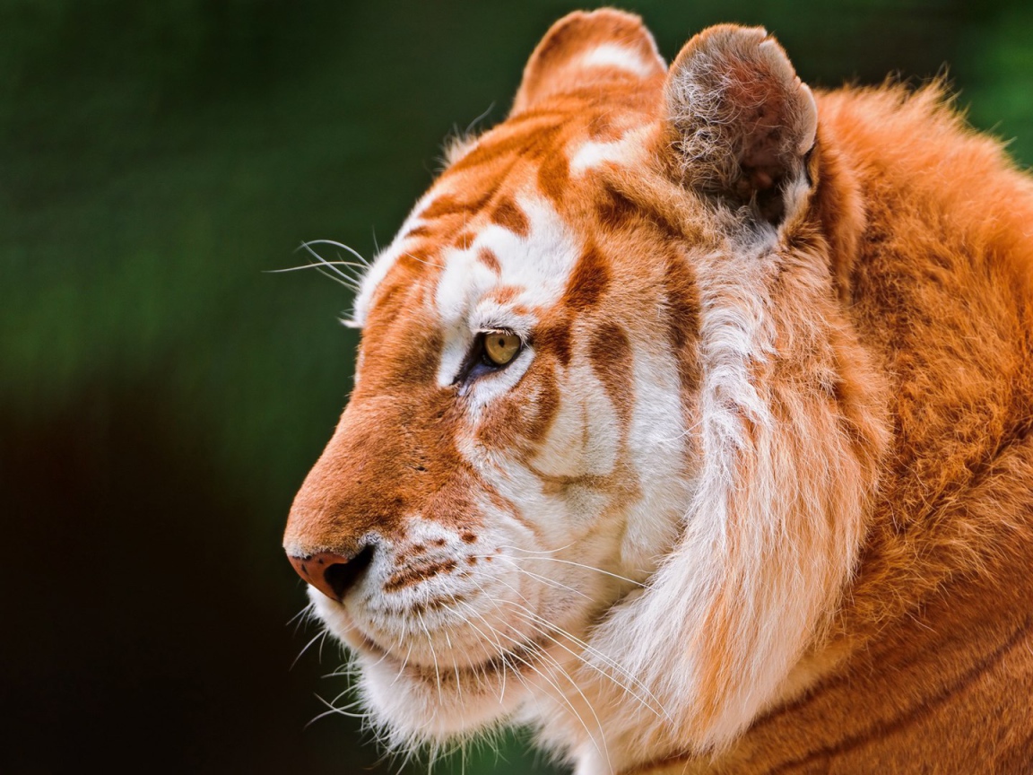 Красивый золотой тигр