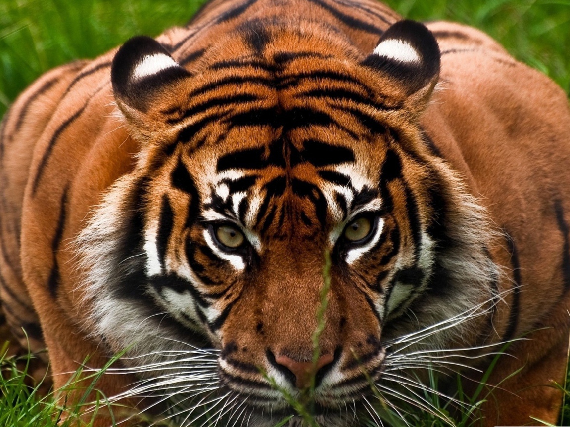 Опытный охотник тигр