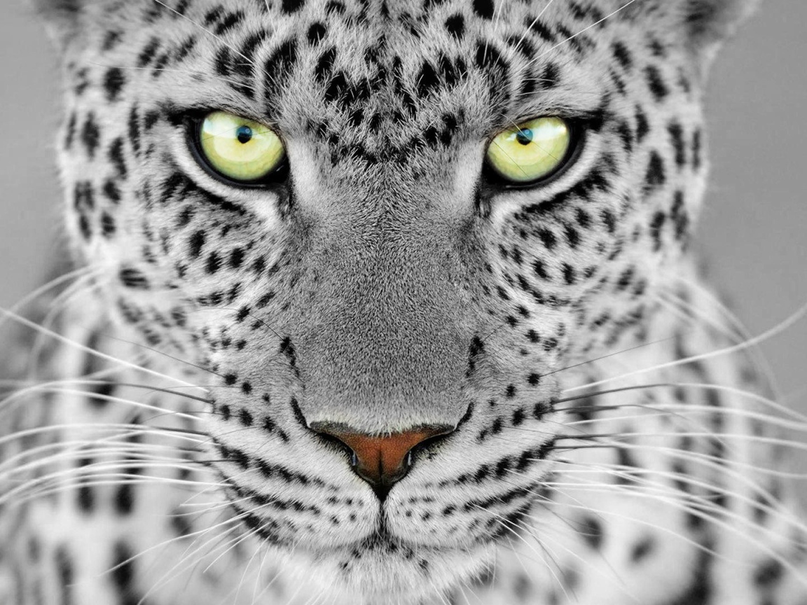 Большие выразительные глаза дикого животного