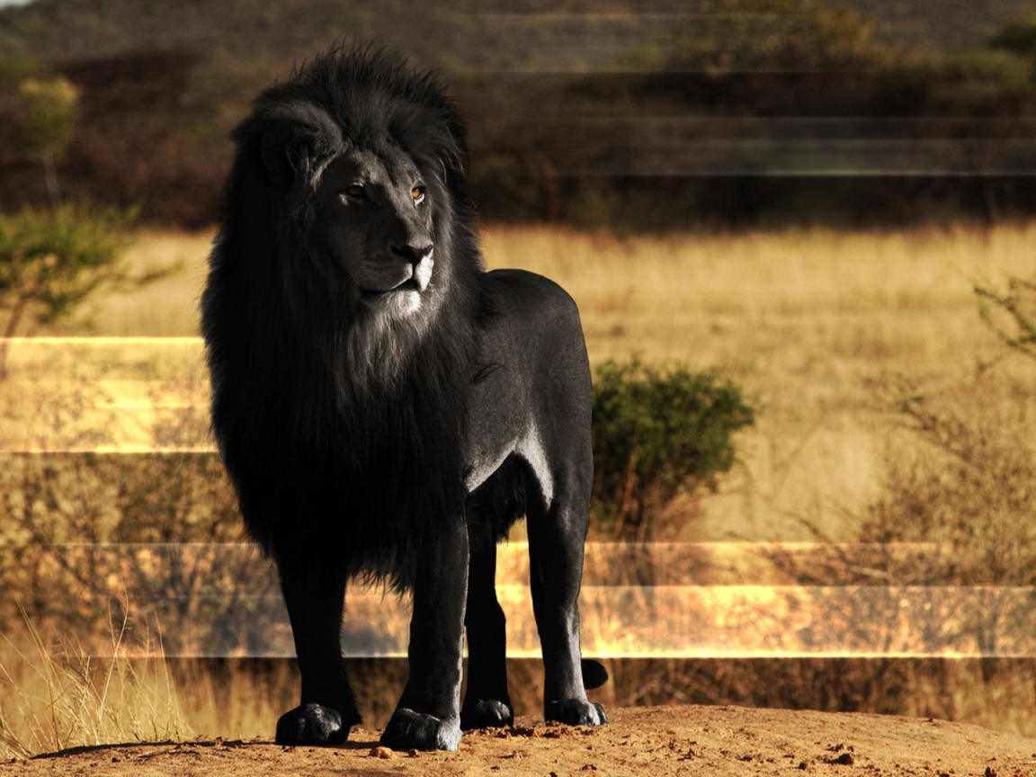 Лев черного цвета