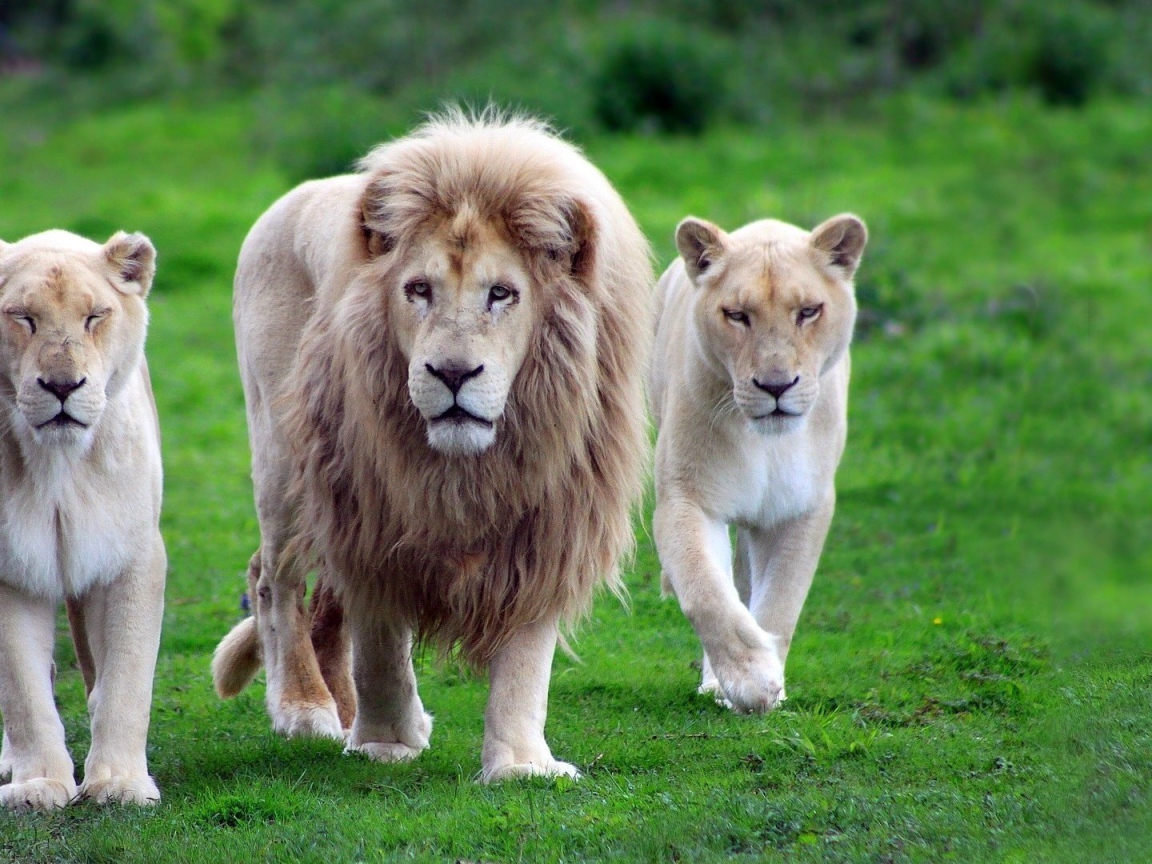 Лев со своими львицами