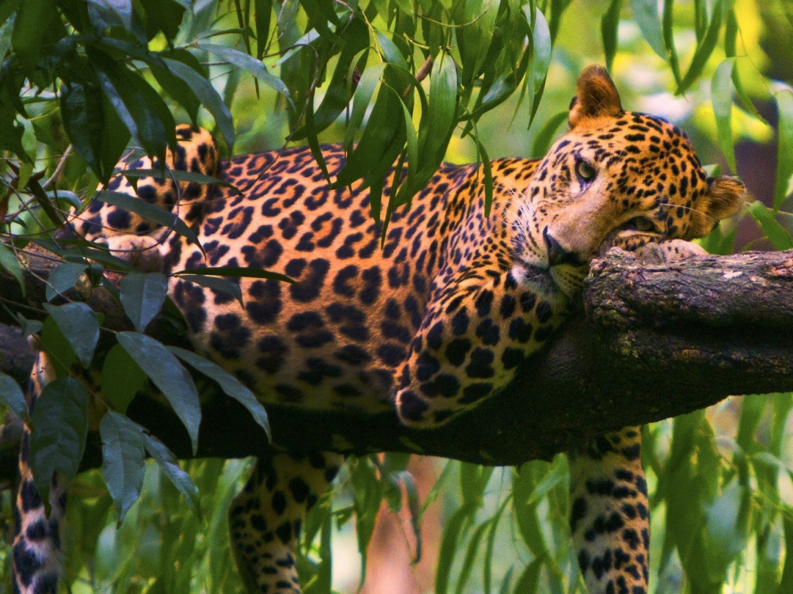 Леопард на ветке дерева