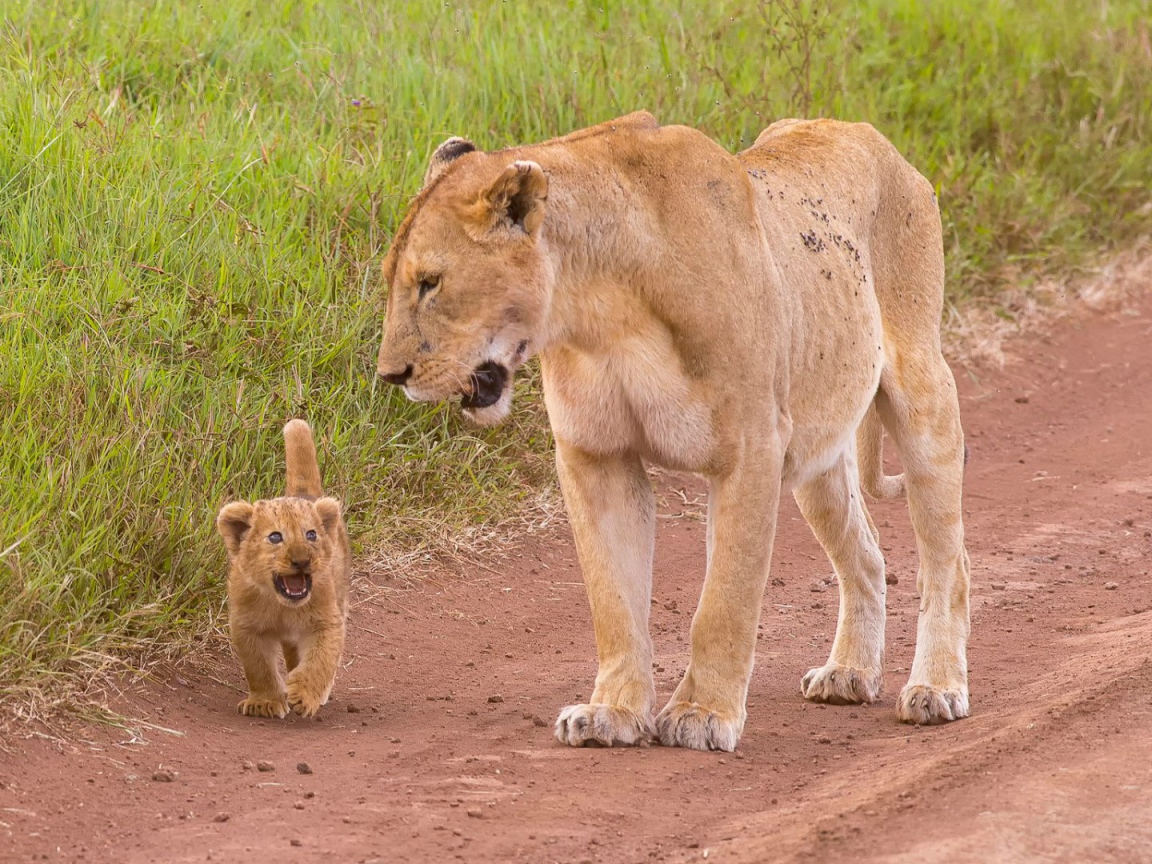 Львенок с мамой идут по дороге