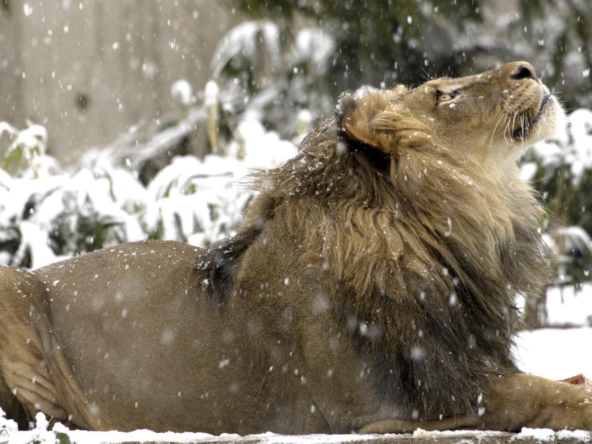 Лев на снегу