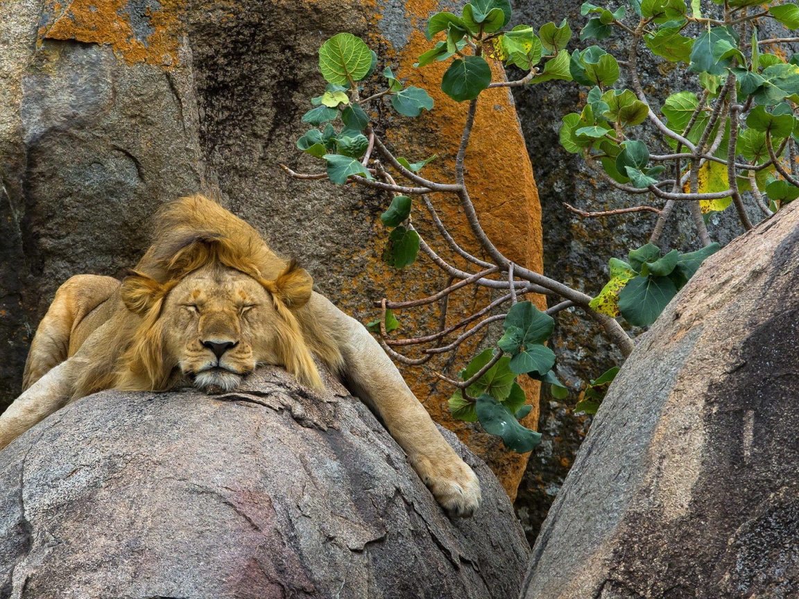 Лев сладко спит на камне в зоопарке