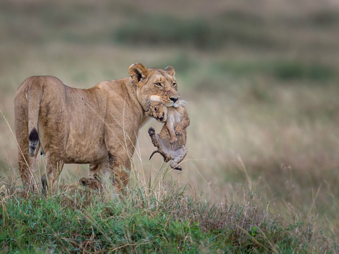 Львица держит детеныша в зубах