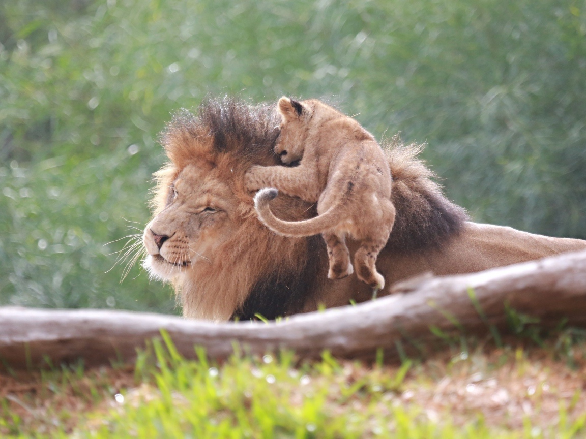 Маленький львенок на голове отца