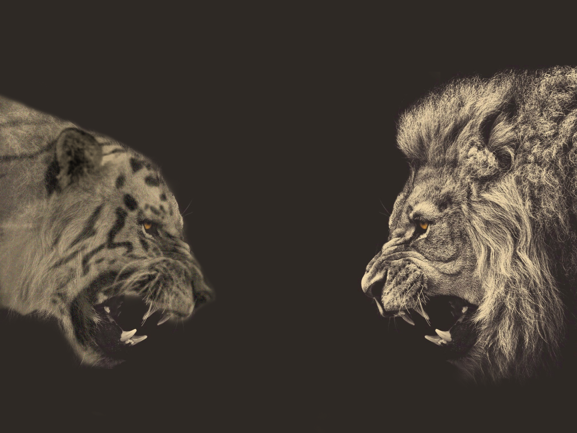 Встреча льва и тигра, серый фон