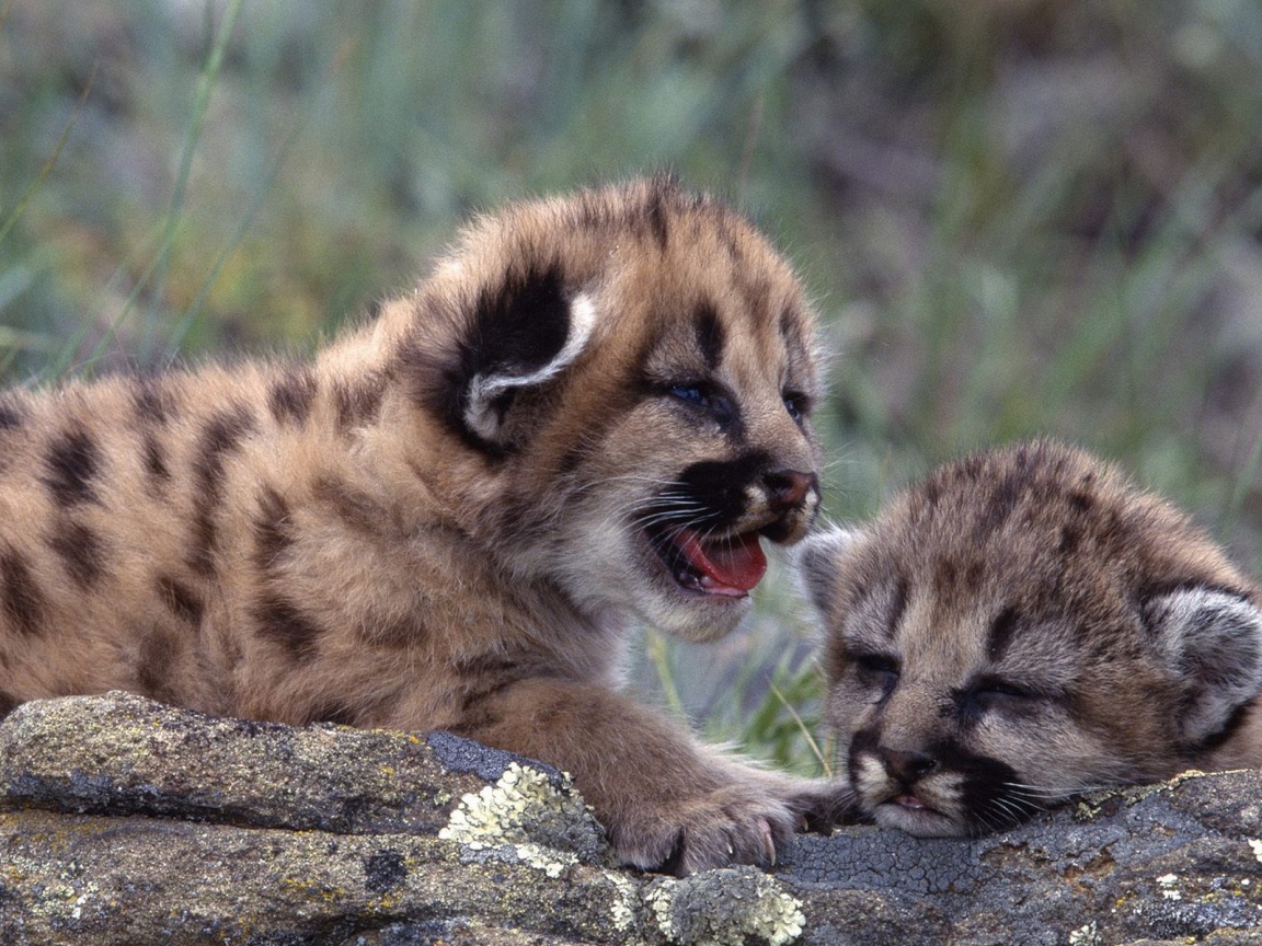 Новорожденные котята леопарда