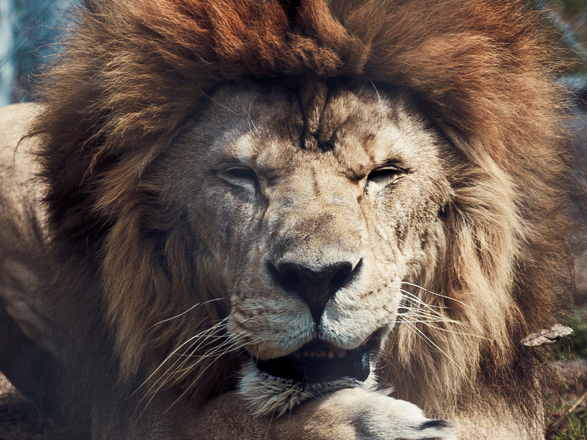 Старый лев в зоопарке