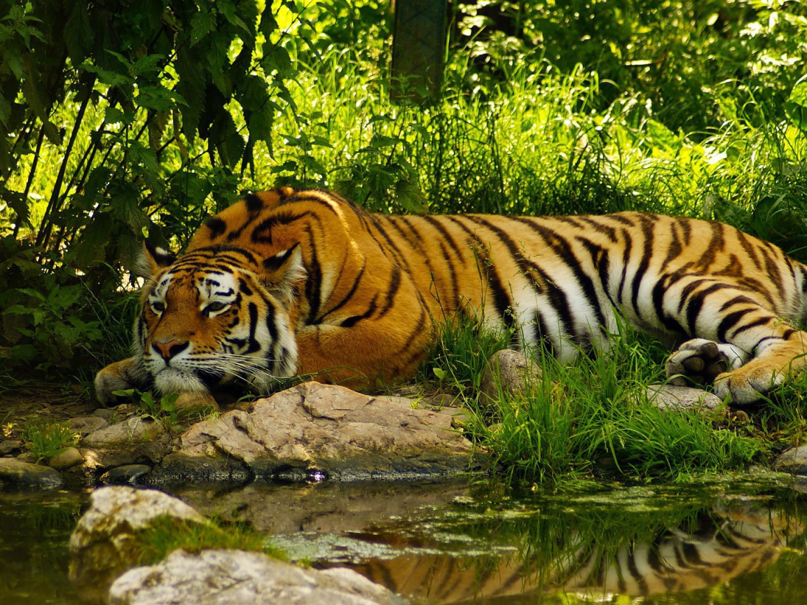 Умиротворенный тигр у воды