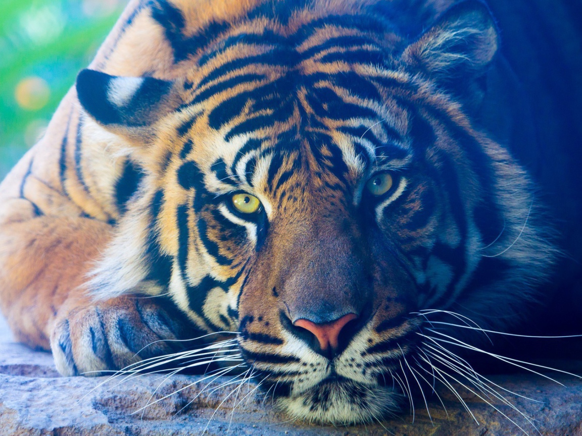 Задумчивый тигр лежит на камне