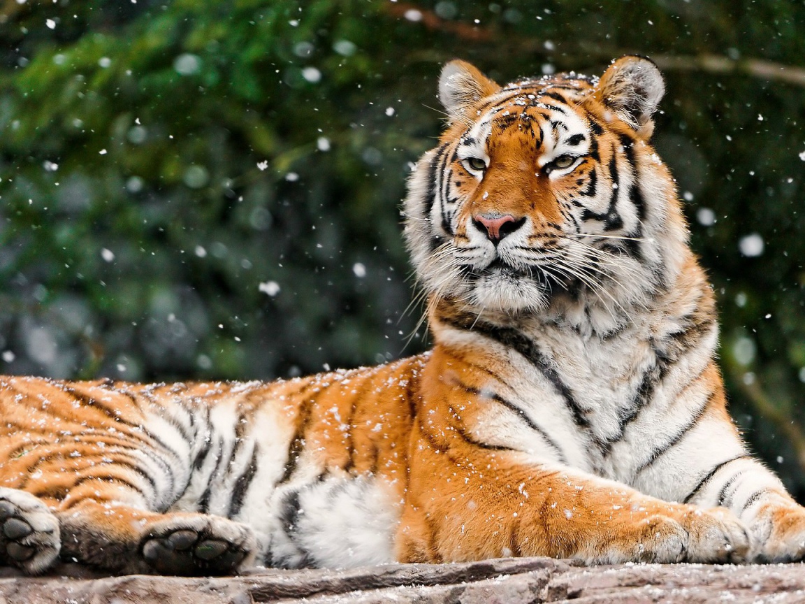 Гордая сибирская тигрица