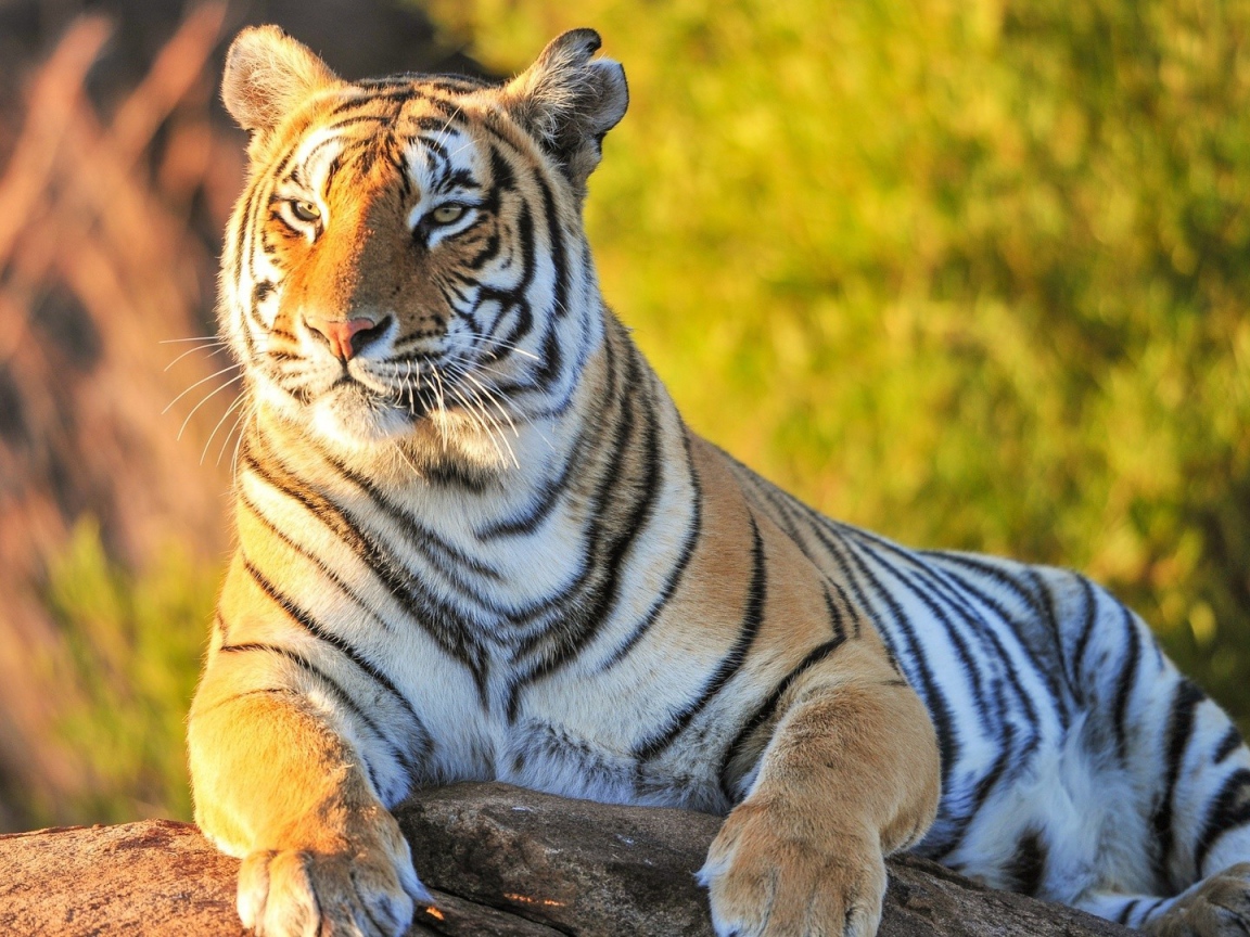 Гордый тигр лежит на камне на фоне зелени