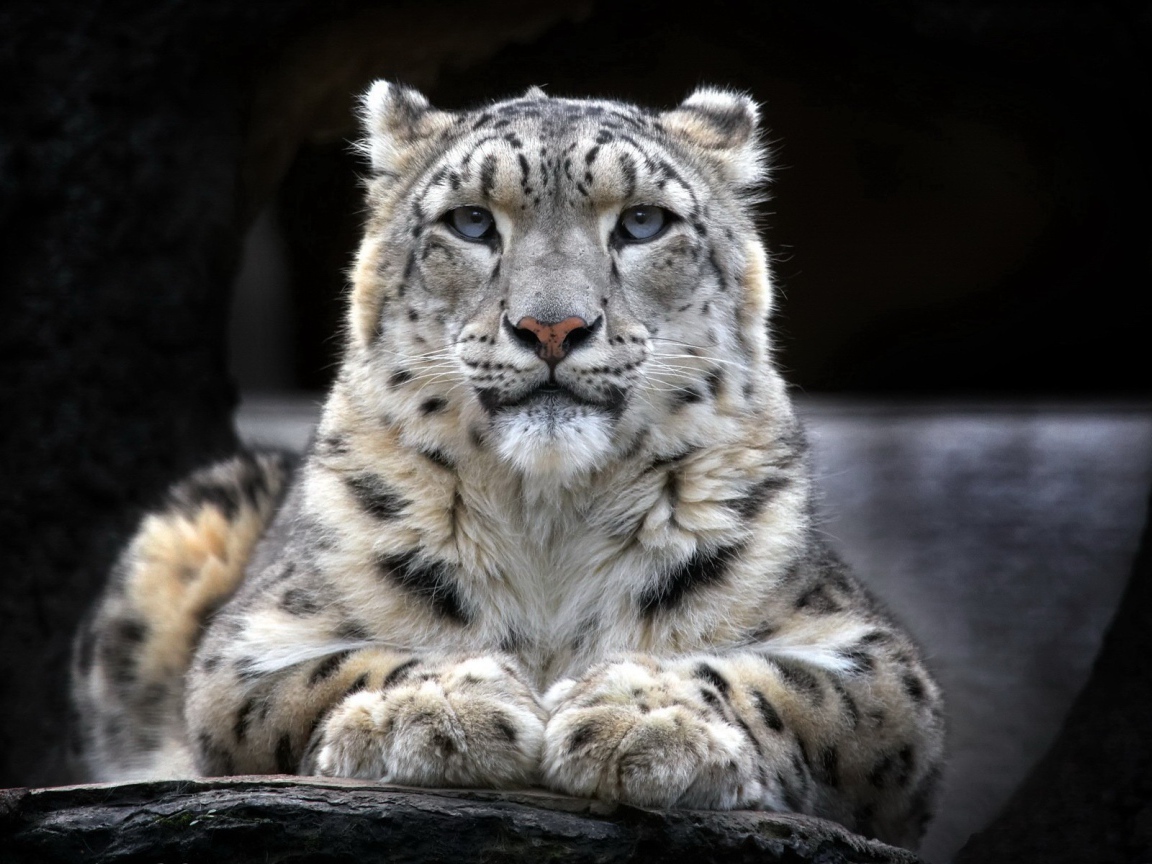 Гордый снежный барс лежит