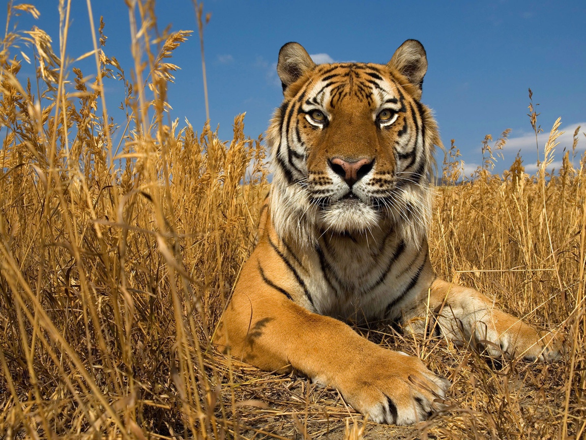 Гордый тигр в сухой траве