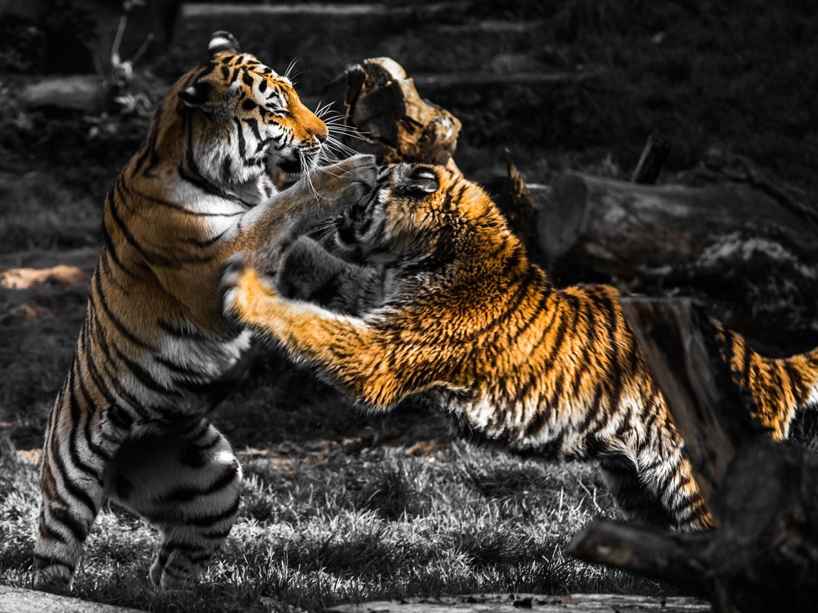 Схватка старого и молодого тигров