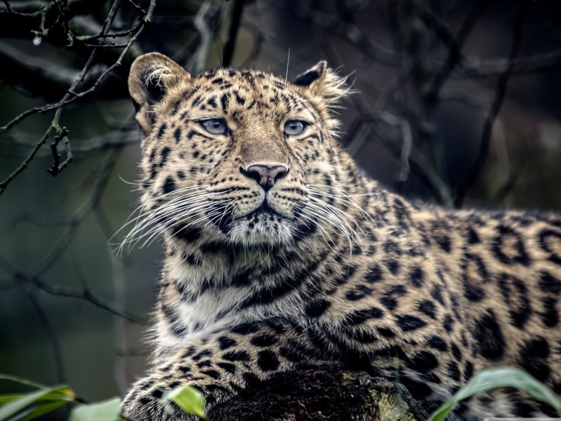 Грустный пятнистый леопард