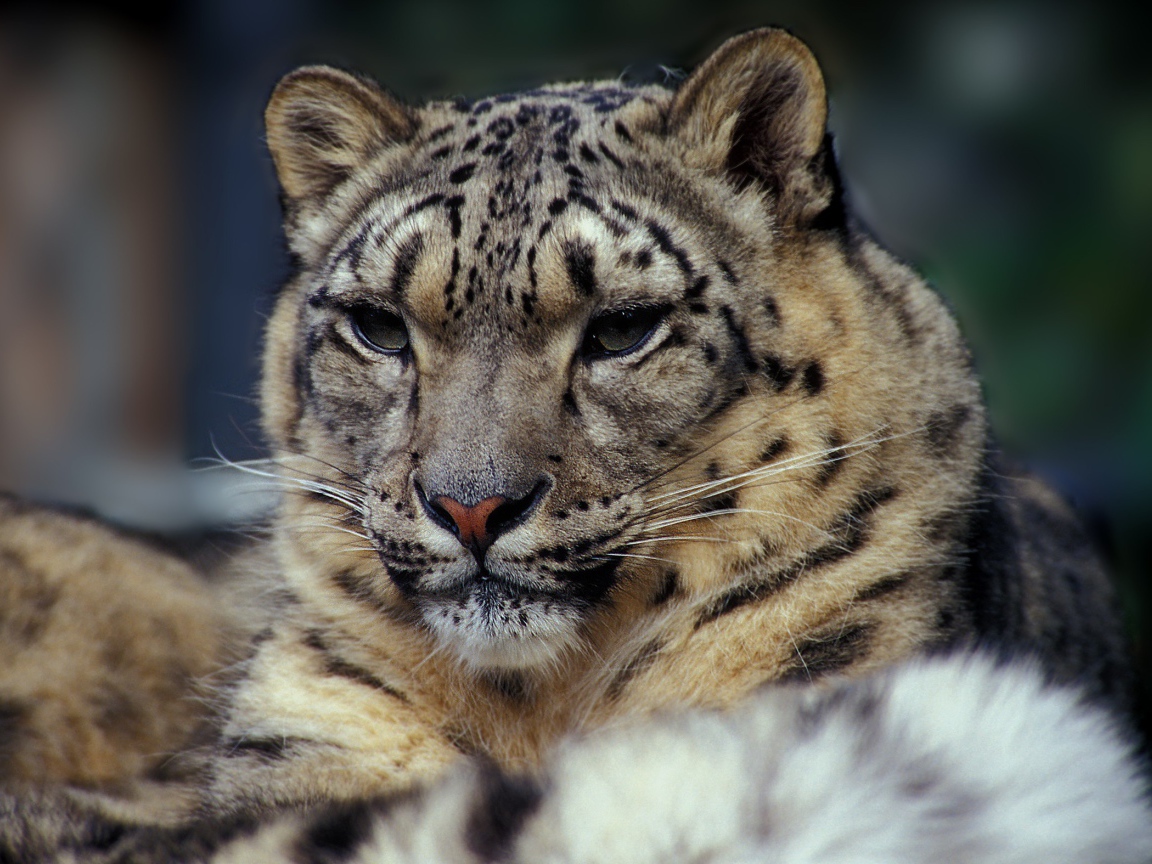 Суровый взгляд дикой кошки