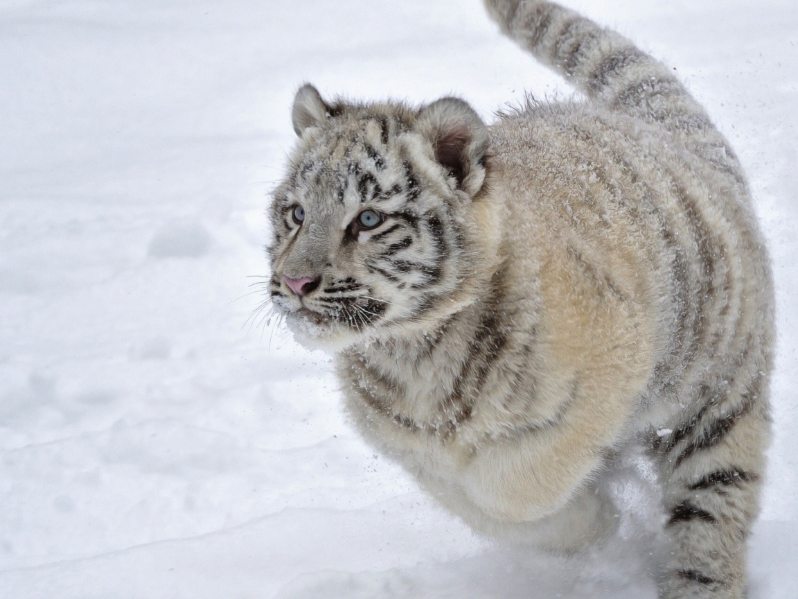 Голубоглазый тигренок бежит по снегу