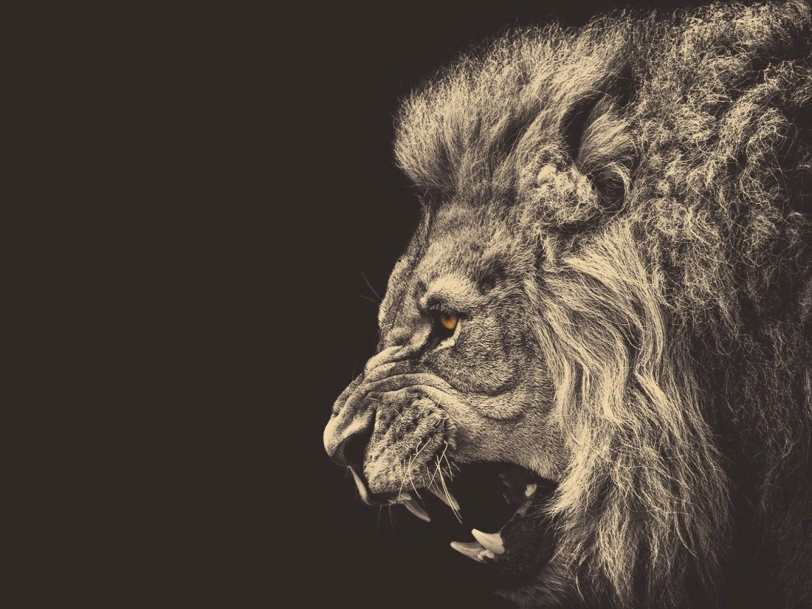 Голова злого льва, серый фон