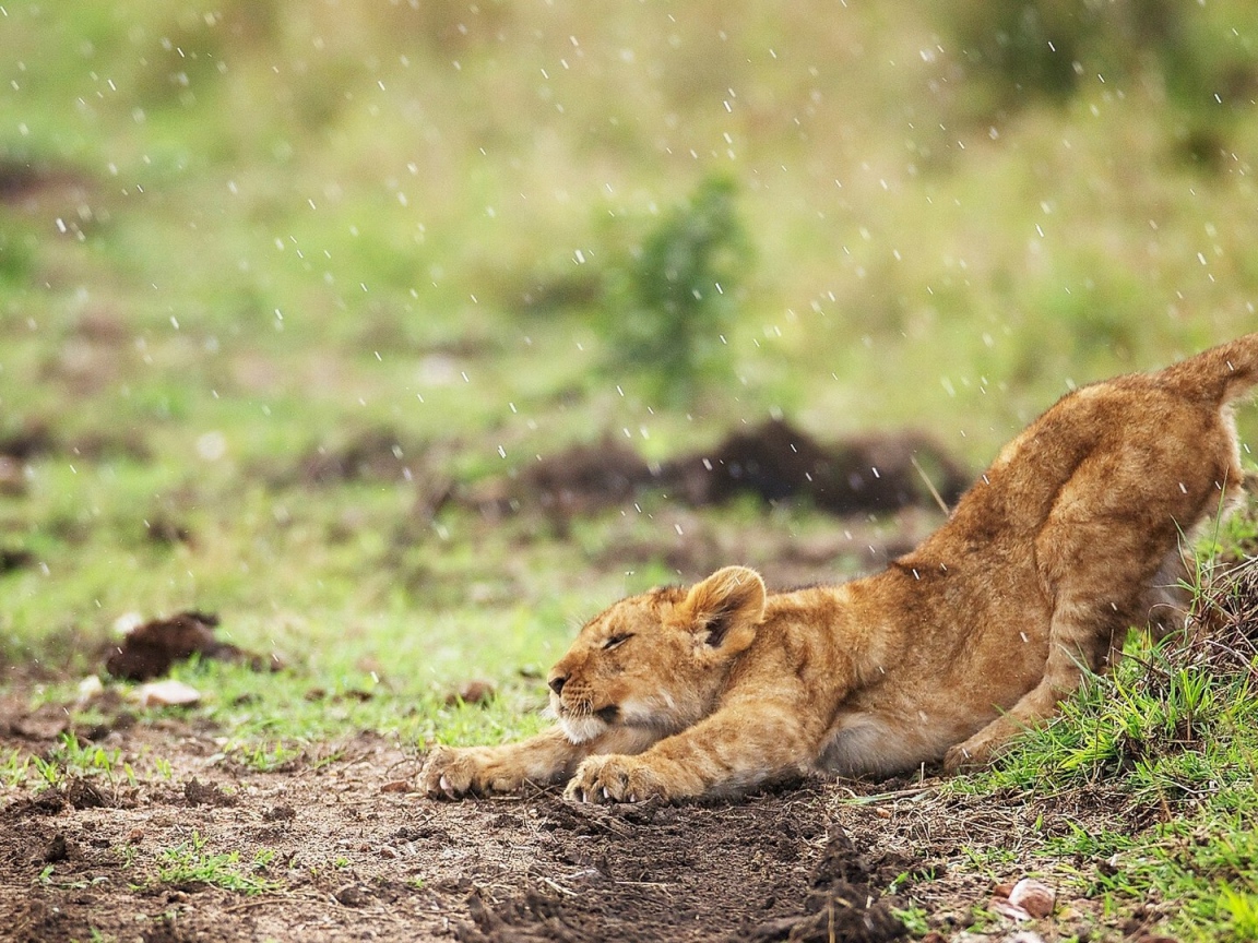 Львенок под дождем