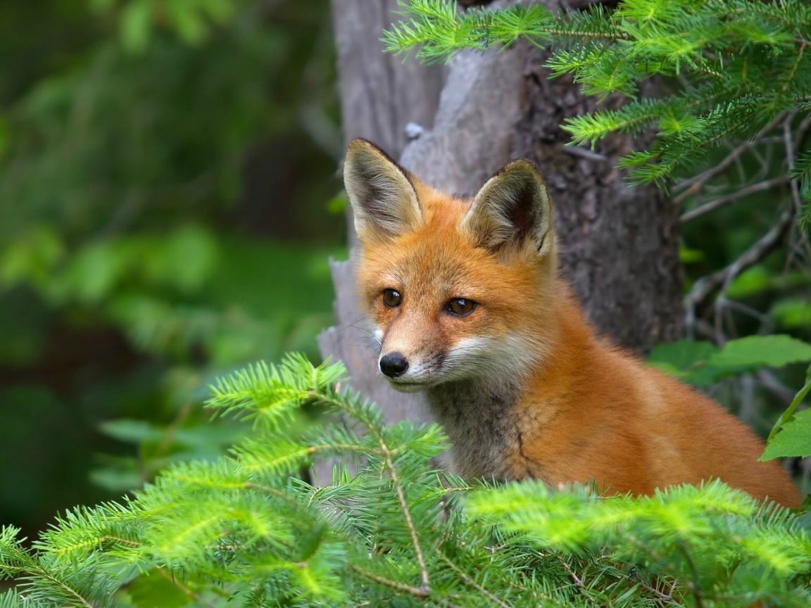 Лиса в хвойных зарослях