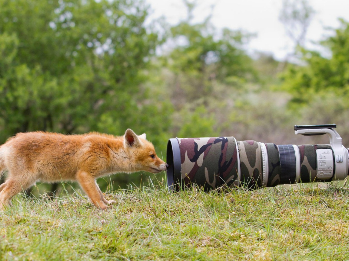 Лиса интересуется фотоаппаратом